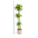 Dracaena Deremensis Dorado (Drachenbaum) – Ø 24 cm, 120–140 cm hoch