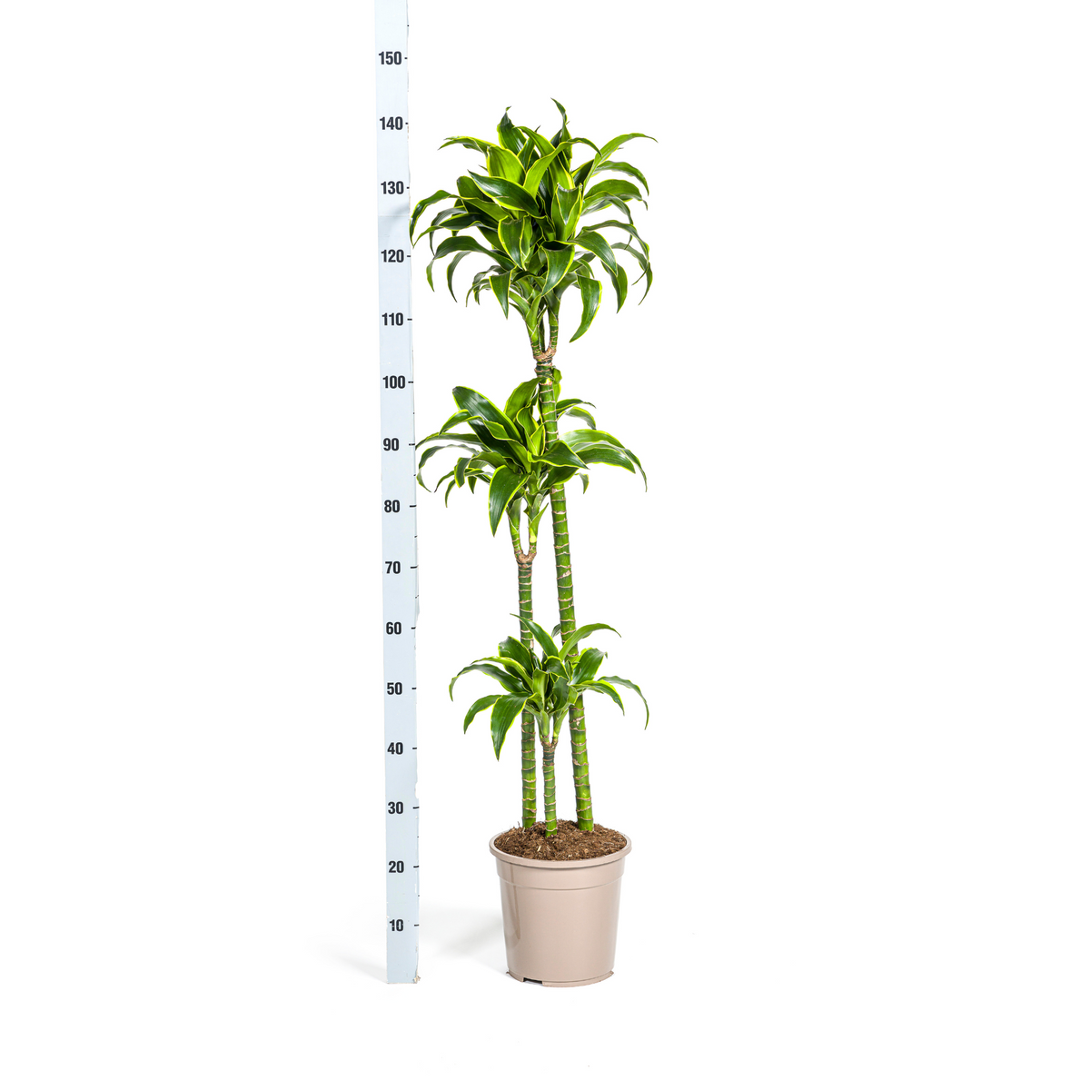 Dracaena Deremensis Dorado (Drachenbaum) – Ø 24 cm, 120–140 cm hoch