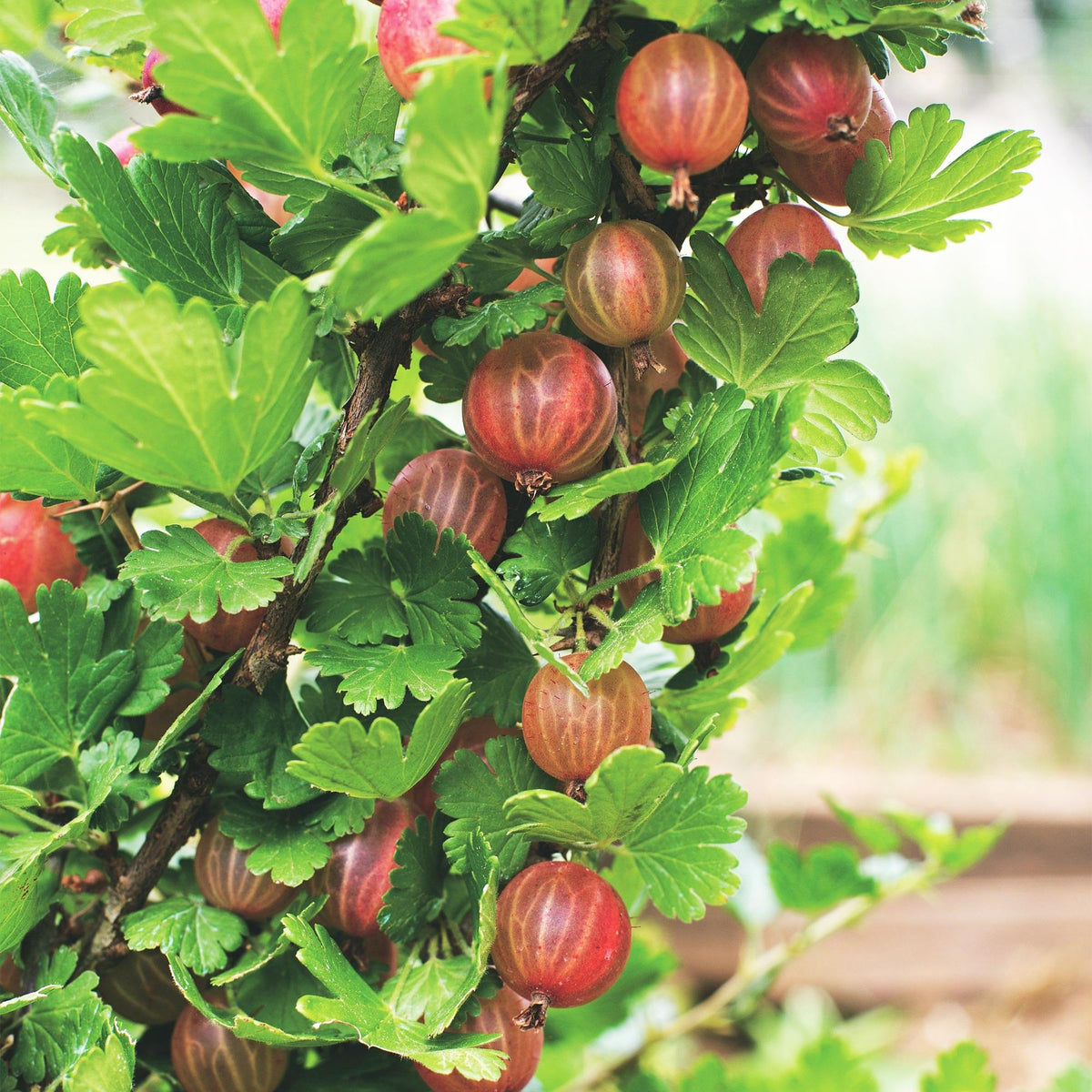 Ribes uva-crispa 'Hinnonmäki Röd' (gooseberry) – 2 plants, Ø15 cm, 50 cm high – photo 5