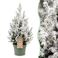 Picea glauca Conica (grantræ) – Ø19 cm, 65 cm høj – hvid