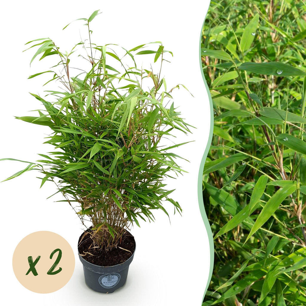 Fargesia rufa (nicht ausladender Bambus) – 2 Pflanzen, Ø 23 cm, 80 cm hoch