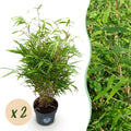 Fargesia rufa (nicht ausladender Bambus) – 2 Pflanzen, Ø 23 cm, 80 cm hoch