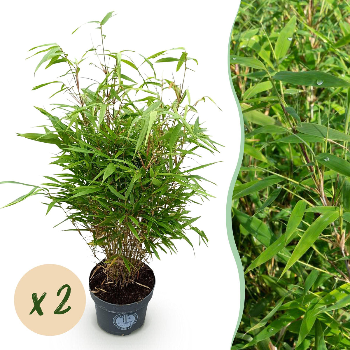 Fargesia rufa (nicht ausladender Bambus) – 2 Pflanzen, Ø 23 cm, 80 cm hoch