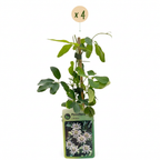 Passiflora caerulea (blauwe passiebloem) – wit-paars – 4 planten, Ø9 cm, 35 cm hoog