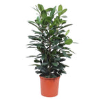 Ficus Cyathistipula Strauch – Ø 34 cm, 140 cm hoch