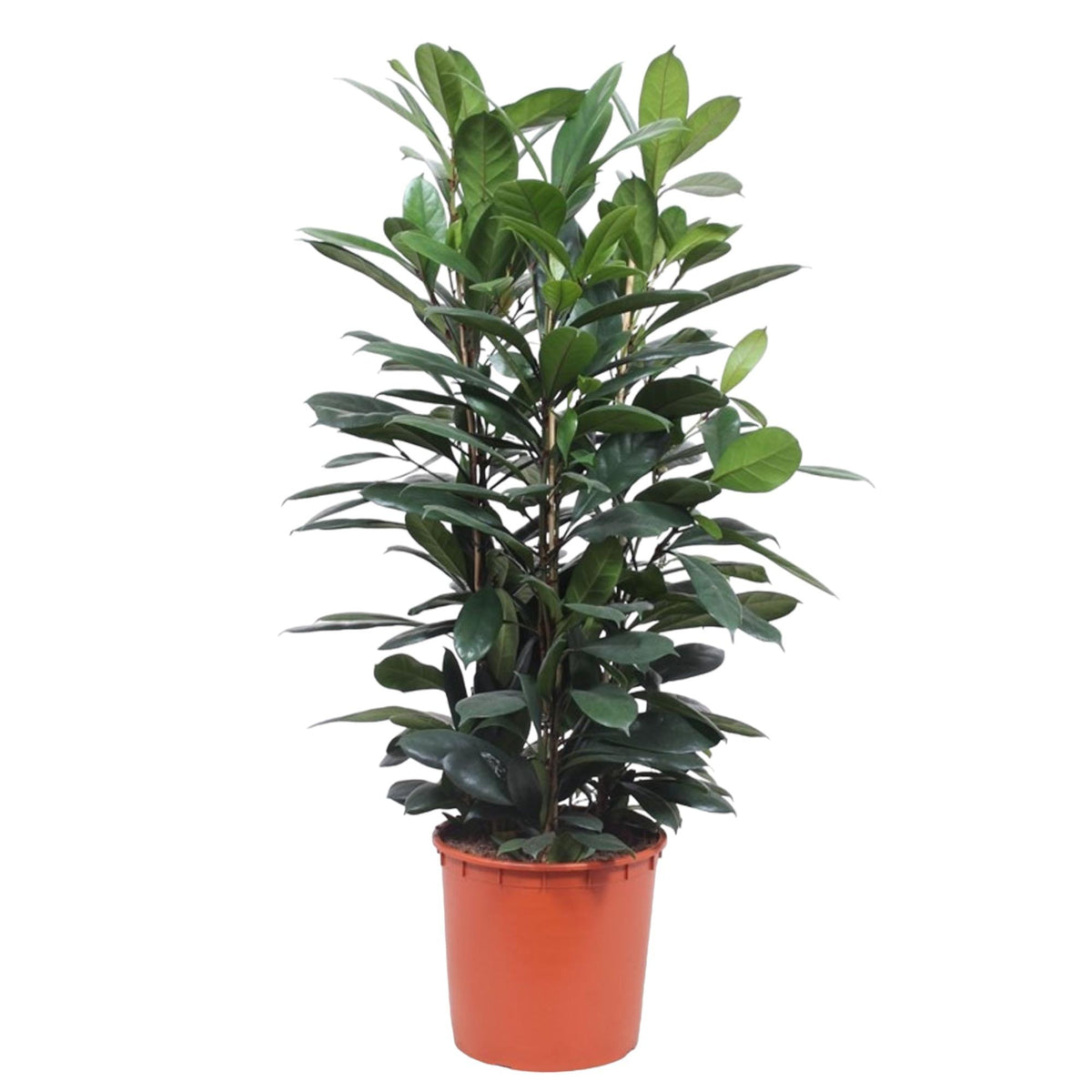 Ficus Cyathistipula struik – Ø34 cm, 140 cm hoog