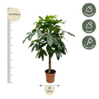 Pachira aquatica (geldboom) – Ø27 cm, 160 cm hoog