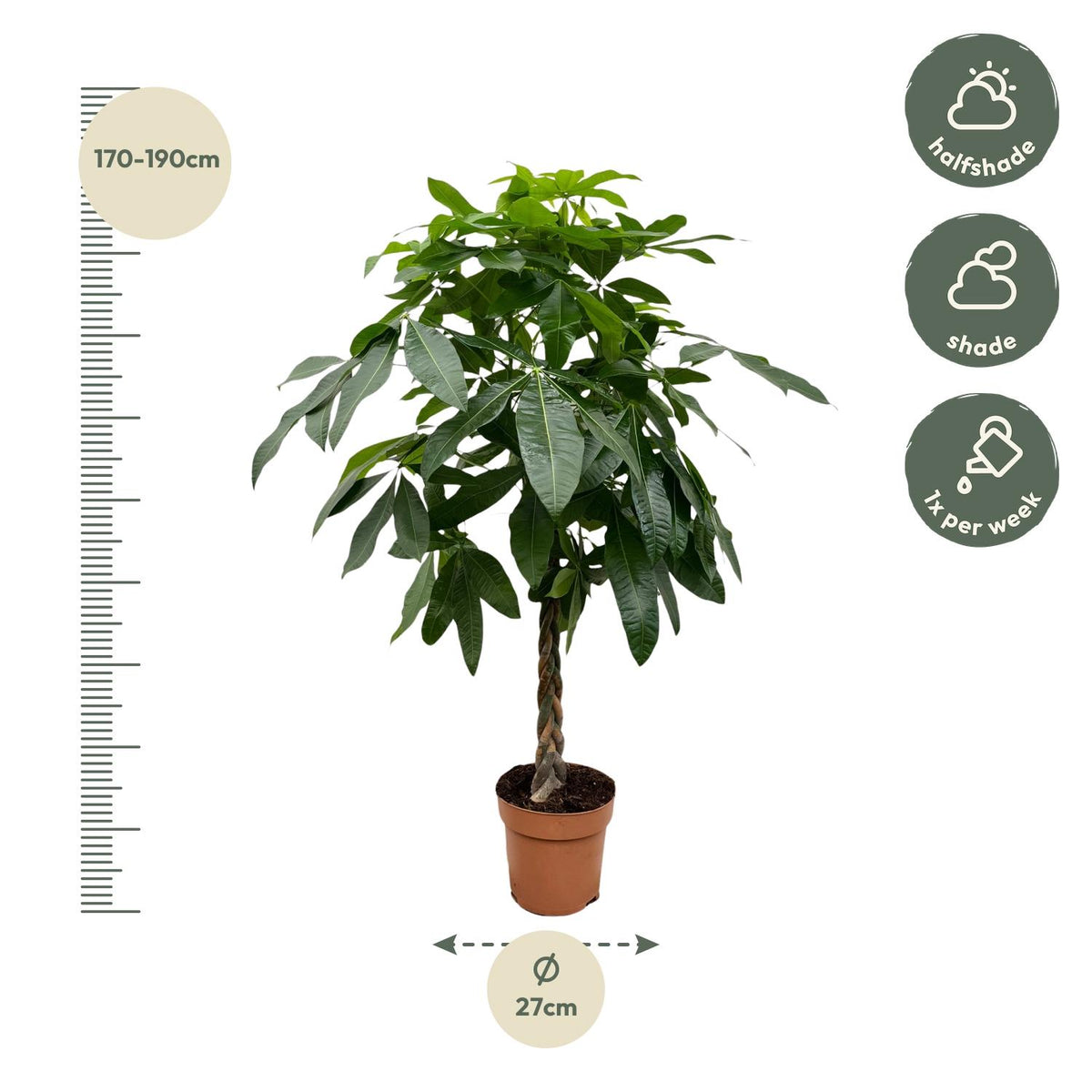 Pachira aquatica (geldboom) – Ø27 cm, 160 cm hoog