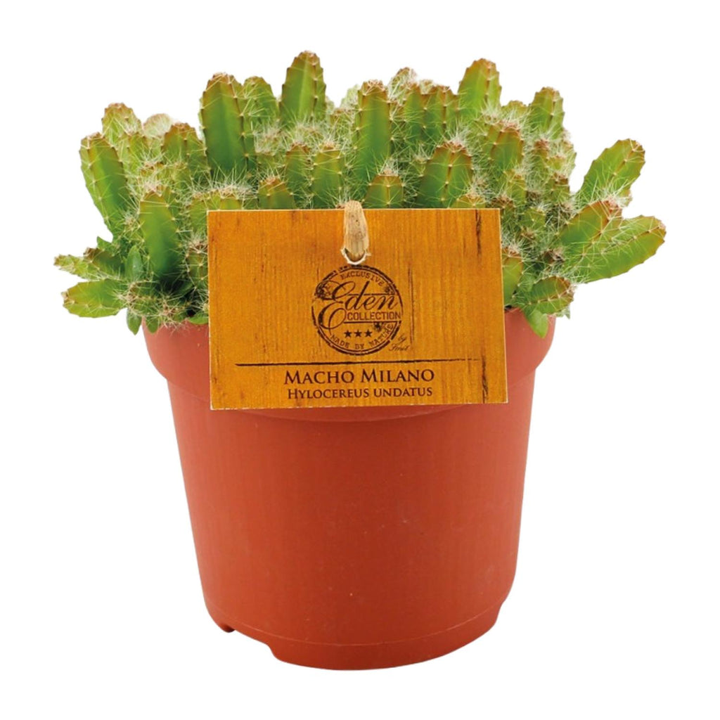 Hylocereus Undatus (Cactaceae) – Ø11 cm, 15 cm hoog