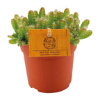 Hylocereus Undatus (Cactaceae) – Ø11 cm, 15 cm hoog