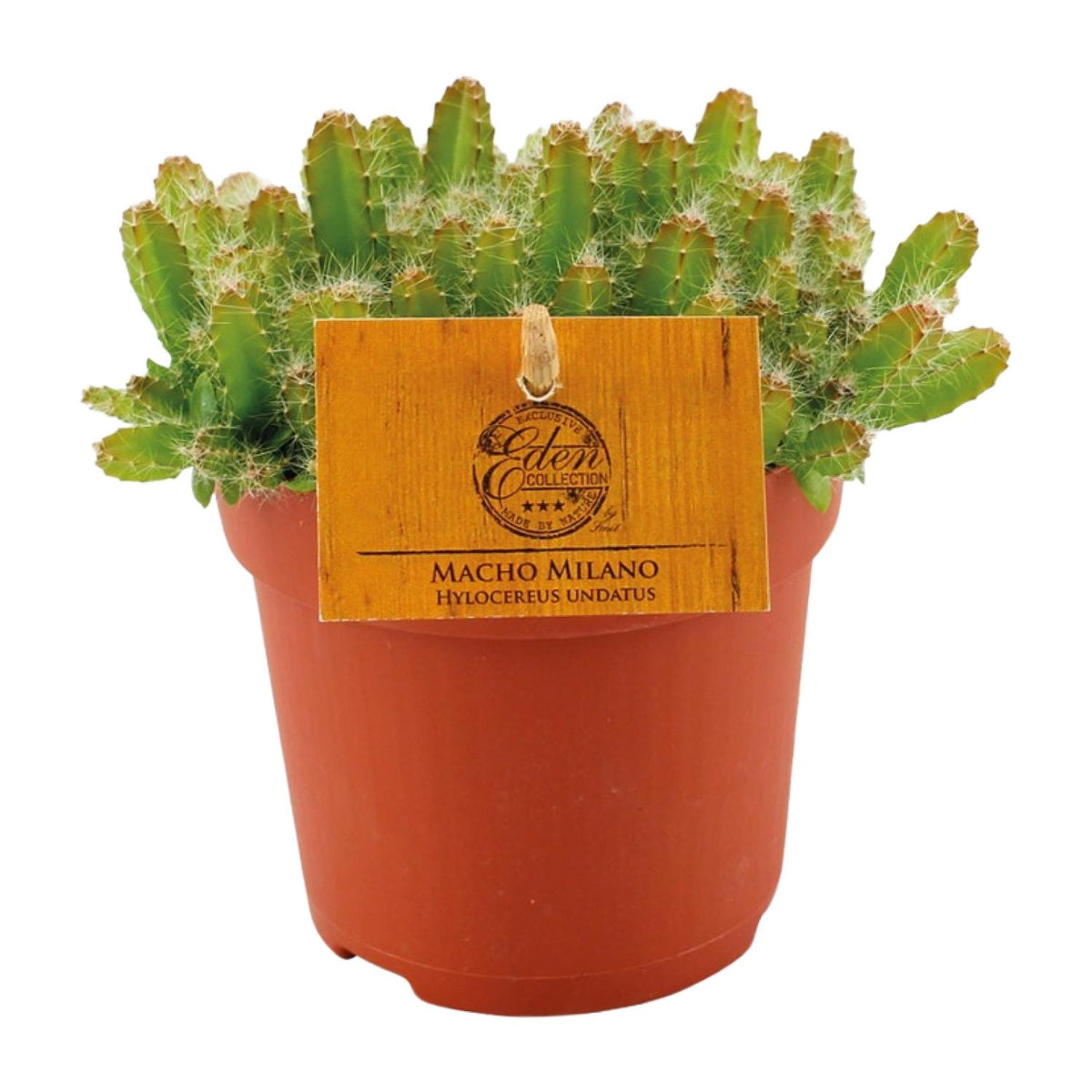 Hylocereus Undatus (Cactaceae) – Ø11 cm, 15 cm hoog