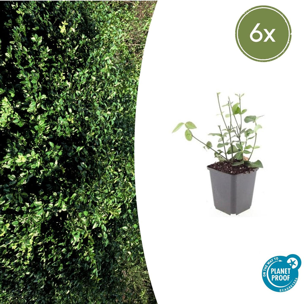 Euonymus fort. 'Coloratus' (burning bush) – 6 plants, Ø9 cm, 10–25 cm high – photo 2
