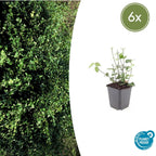 Euonymus fort. 'Coloratus' (burning bush) – 6 plants, Ø9 cm, 10–25 cm high