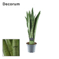 Sansevieria Spearmint (Bogenhanf) – Ø 14 cm, 55 cm hoch