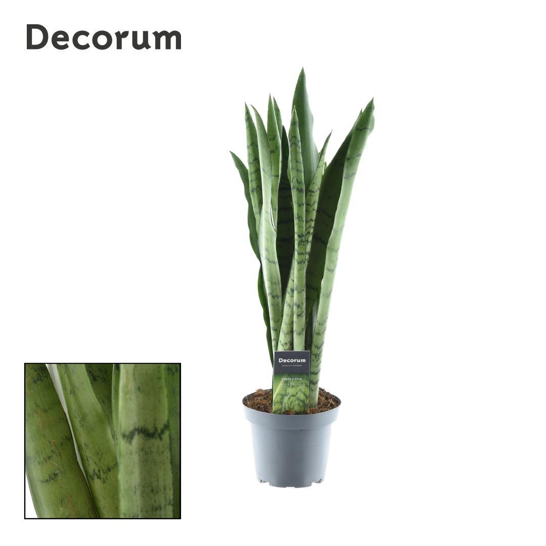 Sansevieria Spearmint (Bogenhanf) – Ø 14 cm, 55 cm hoch