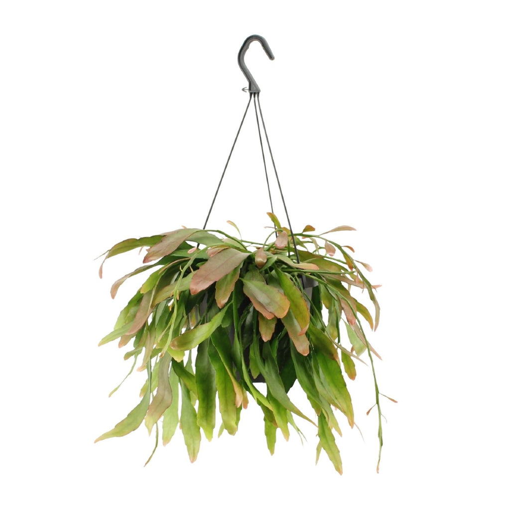 Rhipsalis Red Coral (koraalcactus) – Ø17 cm, 25 cm hoog