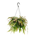 Rhipsalis Red Coral (koraalcactus) – Ø17 cm, 25 cm hoog