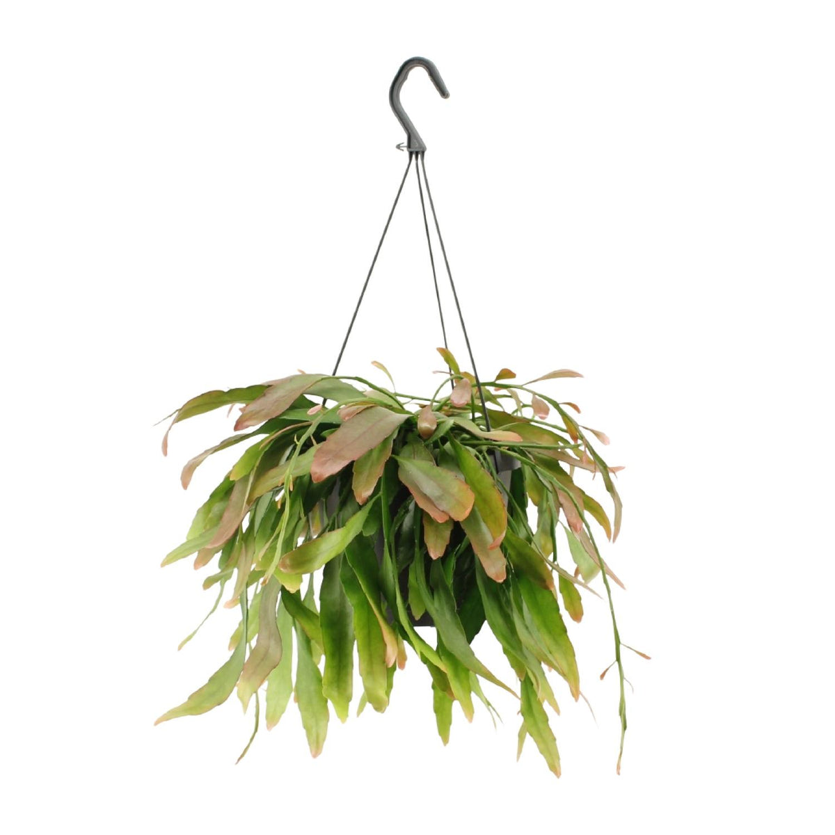 Rhipsalis Red Coral (koraalcactus) – Ø17 cm, 25 cm hoog