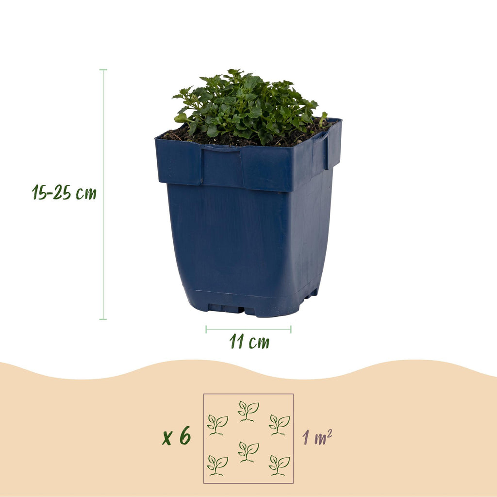 Campanula portenschlagiana (Pfirsichblatt-Glockenblume) – rosa – 24 Pflanzen, Ø 11 cm, 15–25 cm hoch – Bild 3