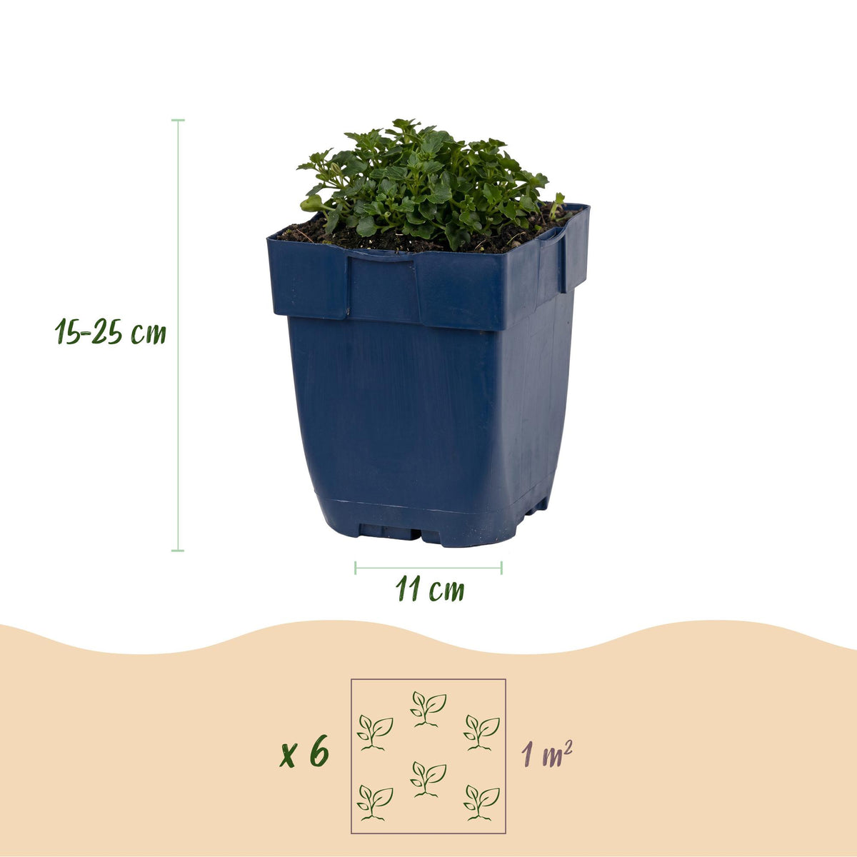 Campanula portenschlagiana (perzikbladklokje) – roze – 24 planten, Ø11 cm, 15–25 cm hoog