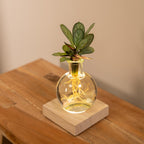 Calathea in Samoa glas – Ø12 cm, 10 cm hoog