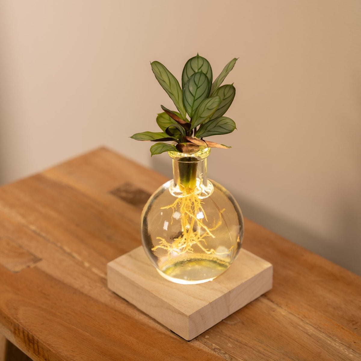 Calathea im Samoa-Glas – Ø 12 cm, 10 cm hoch