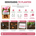 Tulpe 'Apricot Delight' – 20 Blumenzwiebeln (Zwiebelgröße 11/12)