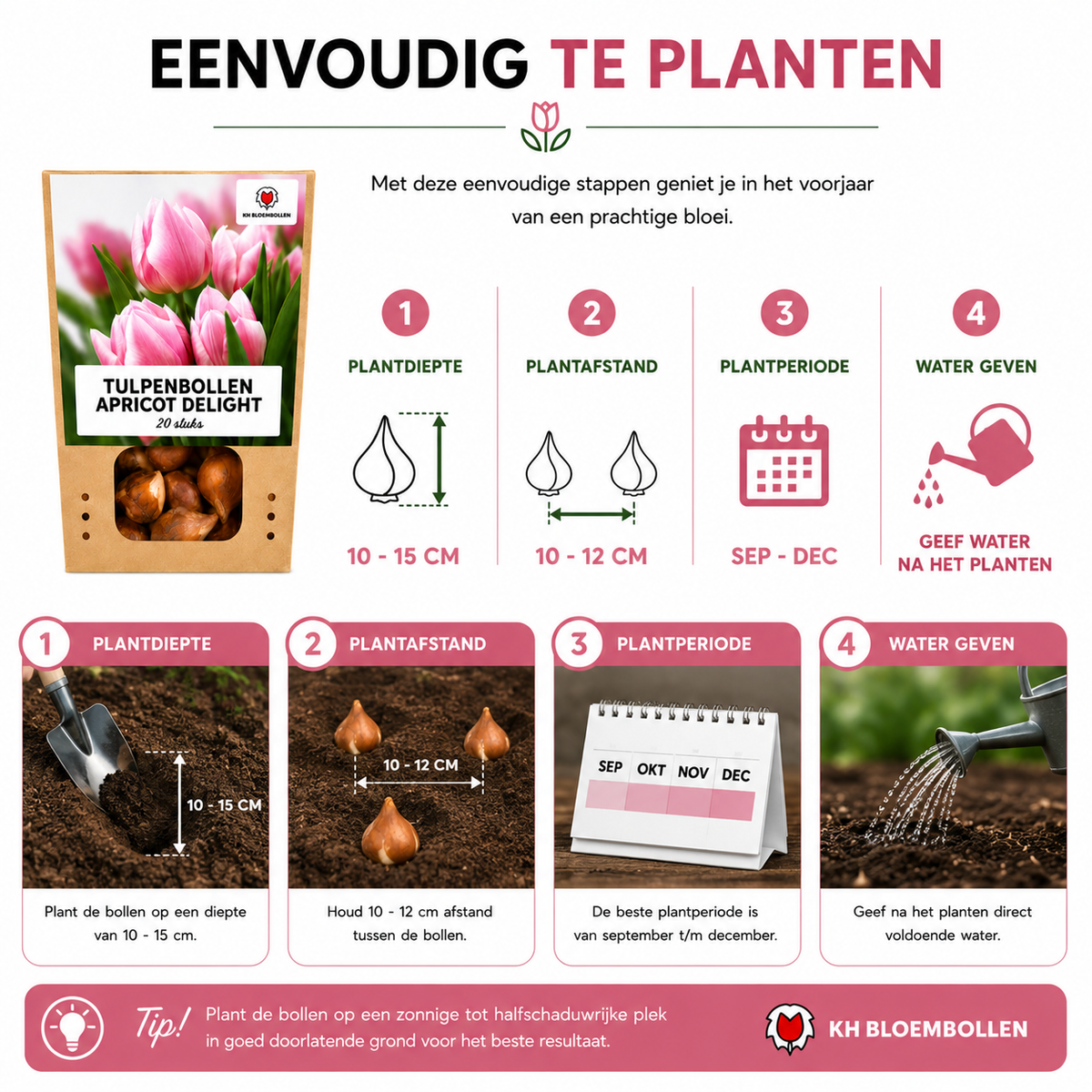 Tulpe 'Apricot Delight' – 20 Blumenzwiebeln (Zwiebelgröße 11/12)