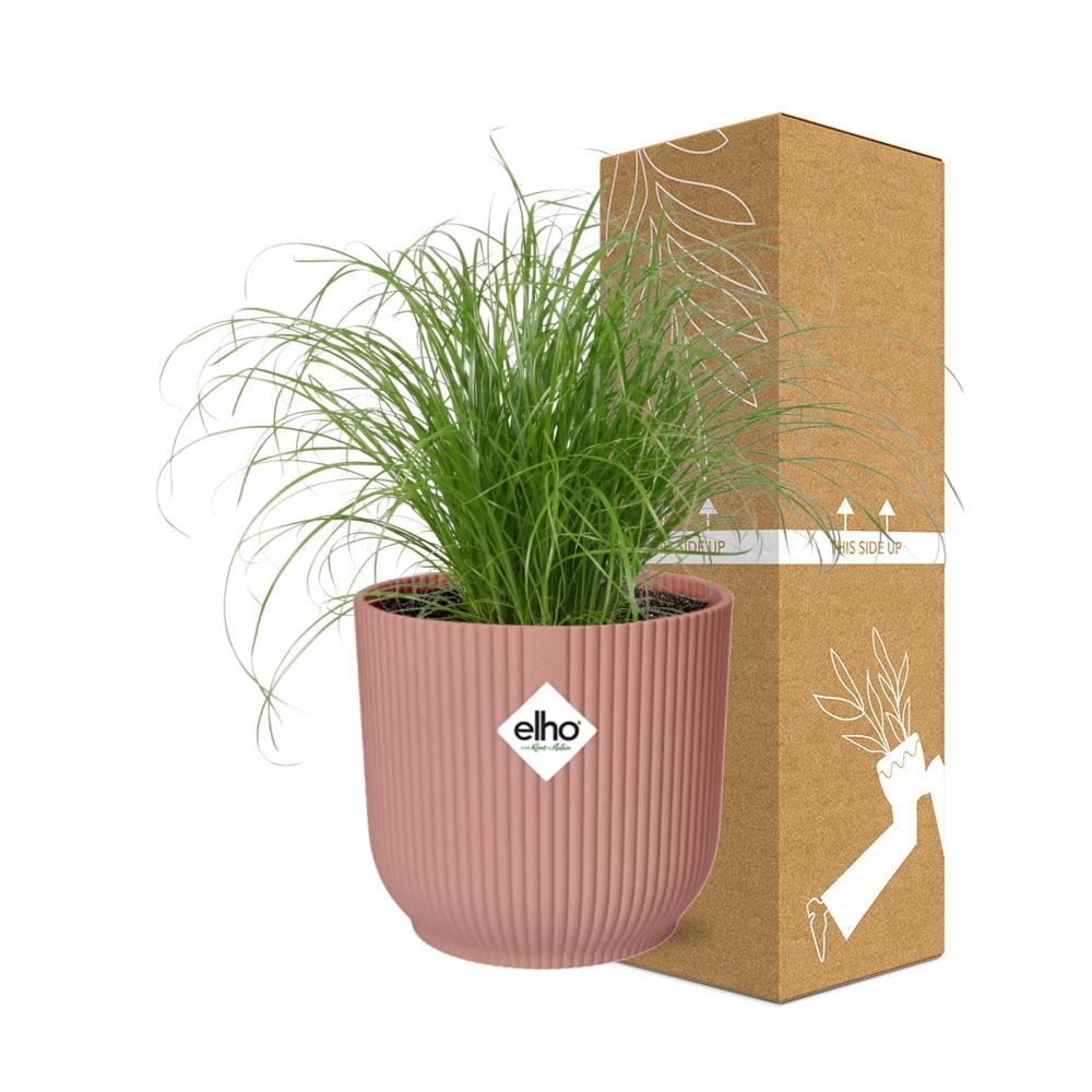 Cyperus alternifolius Zumula i ELHO Vibes Fold 14 cm pink (cyperusgræs) – 28 cm høj – billede 4