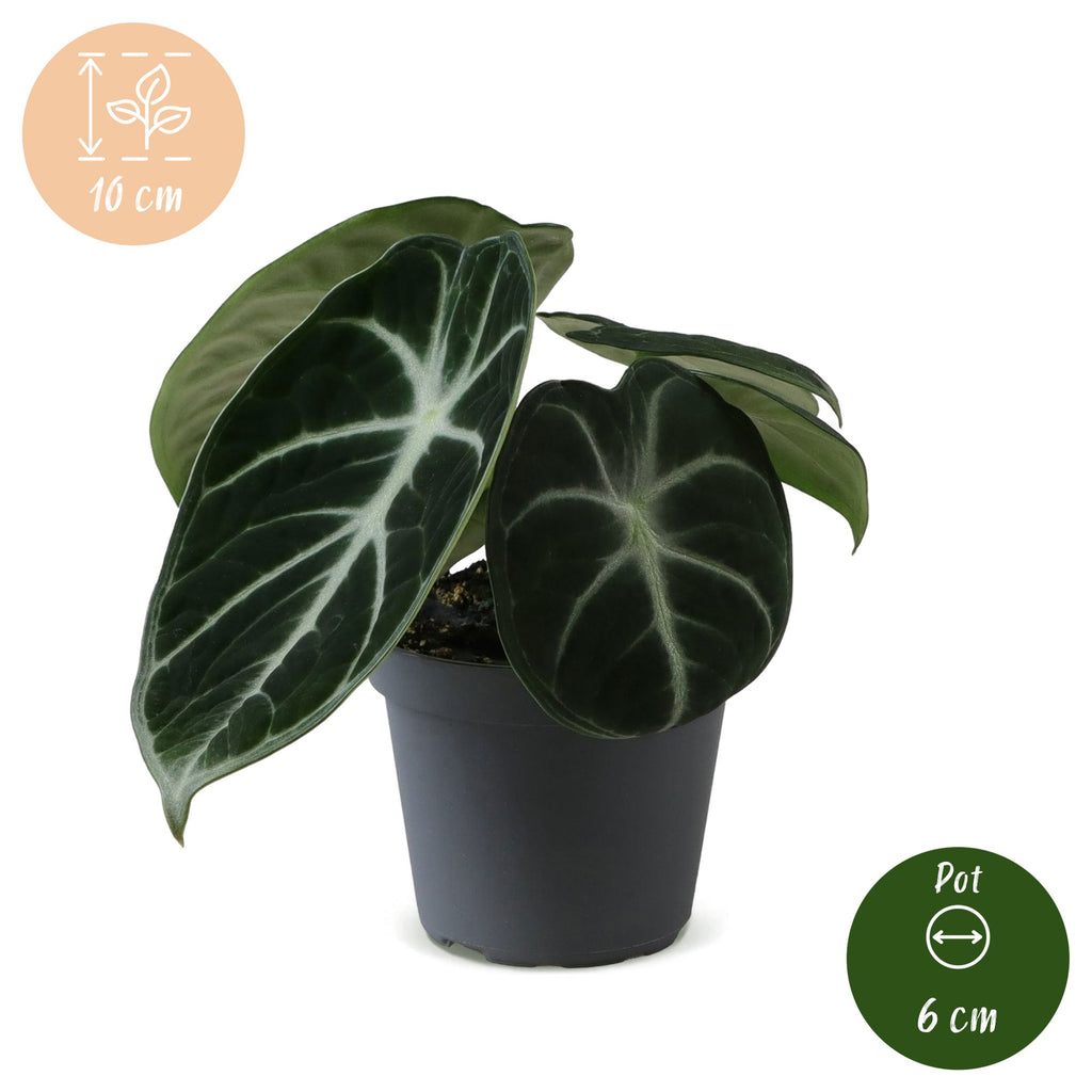 Alocasia Ninja (elephant ear) – Ø6 cm, 10 cm high – photo 5