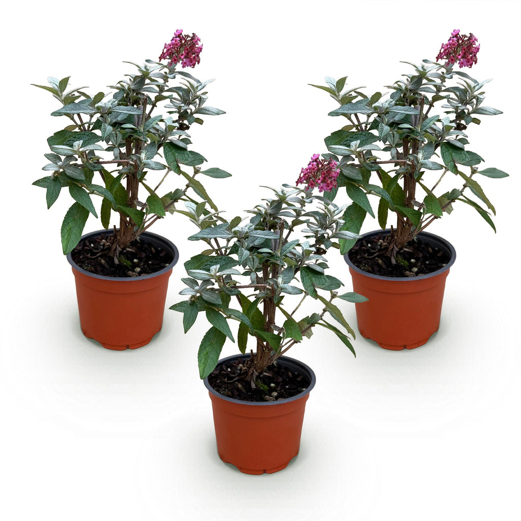 Buddleja davidii 'Butterfly Candy Little Ruby' (vlinderstruik) – rood – 3 planten, Ø12 cm, 20–25 cm hoog