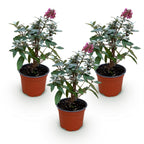 Buddleja davidii 'Butterfly Candy Little Ruby' (vlinderstruik) – rood – 3 planten, Ø12 cm, 20–25 cm hoog