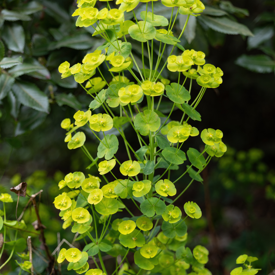 Euphorbia amygdal. 'Robbiae' (asclépiade) – 12 plantes, Ø9 cm, 10–25 cm de haut – photo 7