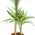 Dracaena Deremensis White Stripe (Drachenbaum) – Ø 19 cm, 70–90 cm hoch