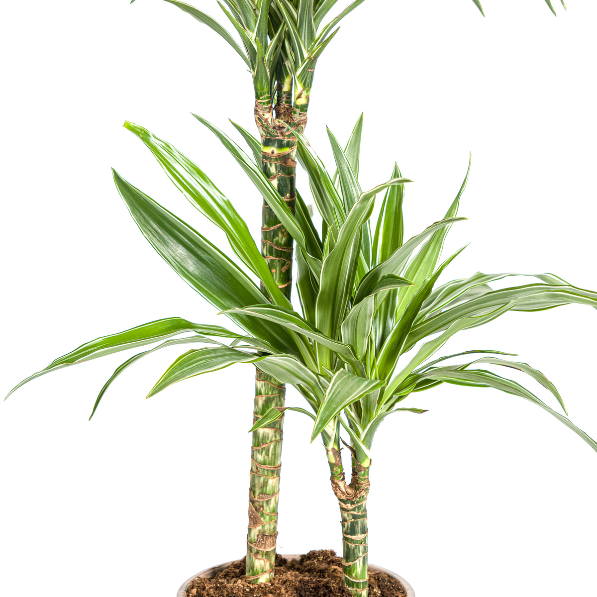 Dracaena Deremensis White Stripe (Drachenbaum) – Ø 19 cm, 70–90 cm hoch