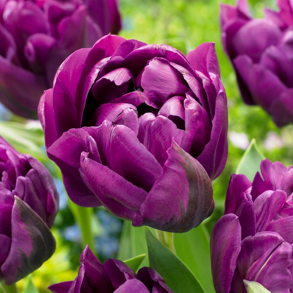 Tulipe 'Double Lilac' – 12 bulbes (calibre 11/12)