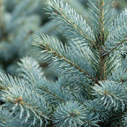 2× Picea pungens Glauca (mini Christmas tree) – Ø23 cm, 60 cm high