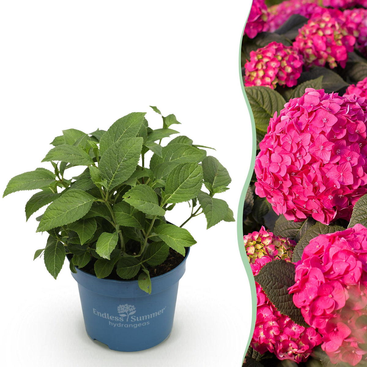 Hydrangea 'Endless Summer Summer Love Red' (hortensia) – rood – Ø14 cm, 20–25 cm hoog