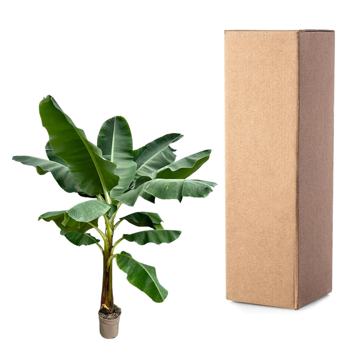 Musa (bananenplant) – Ø30 cm, 250 cm hoog