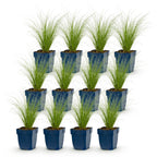 Stipa tenuissima 'Ponytails' (herbe à plumes) – 12 plants, Ø11 cm, 15–25 cm de haut