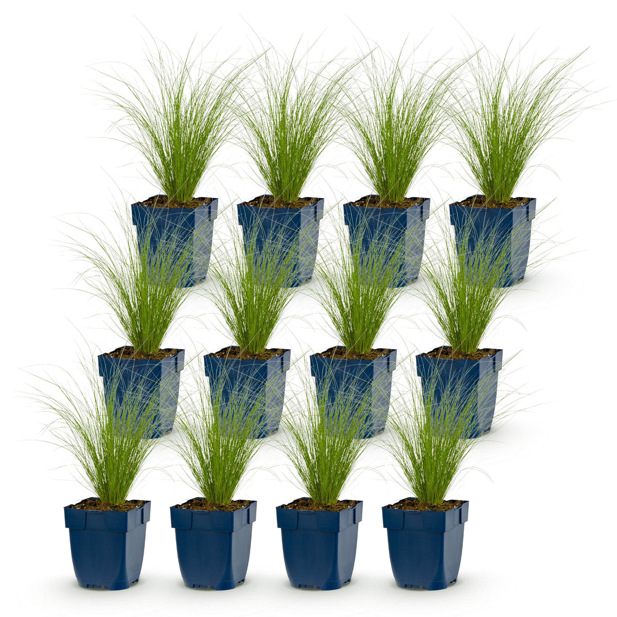 Stipa tenuissima 'Ponytails' (herbe à plumes) – 12 plants, Ø11 cm, 15–25 cm de haut – photo 2
