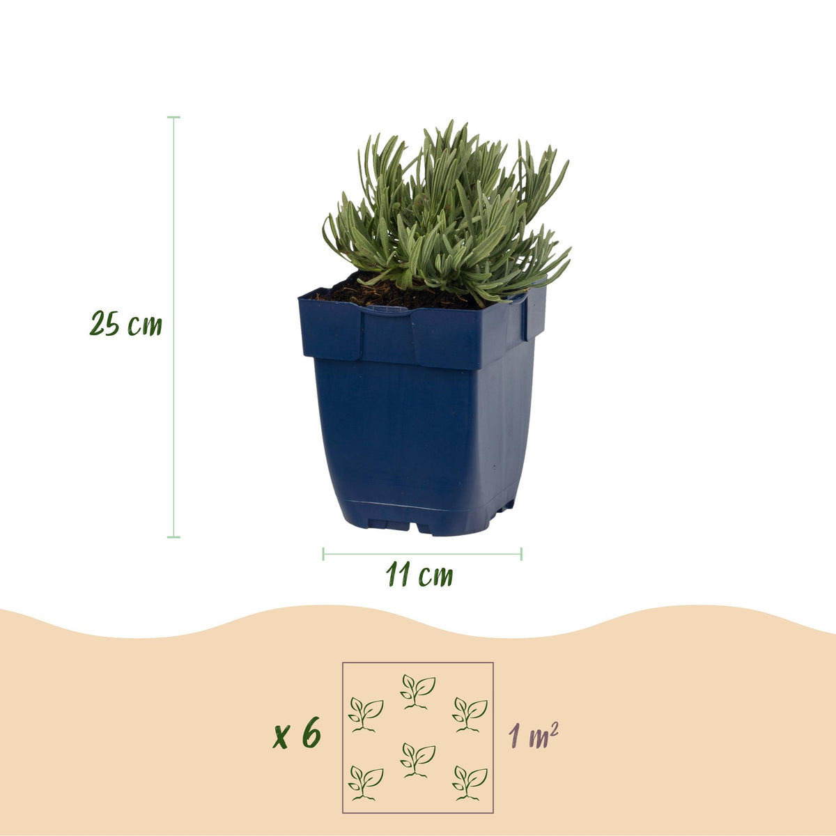 Lavandula angustifolia 'Edelweiss' (lavendel) – wit – 6 planten, Ø11 cm, 15–25 cm hoog