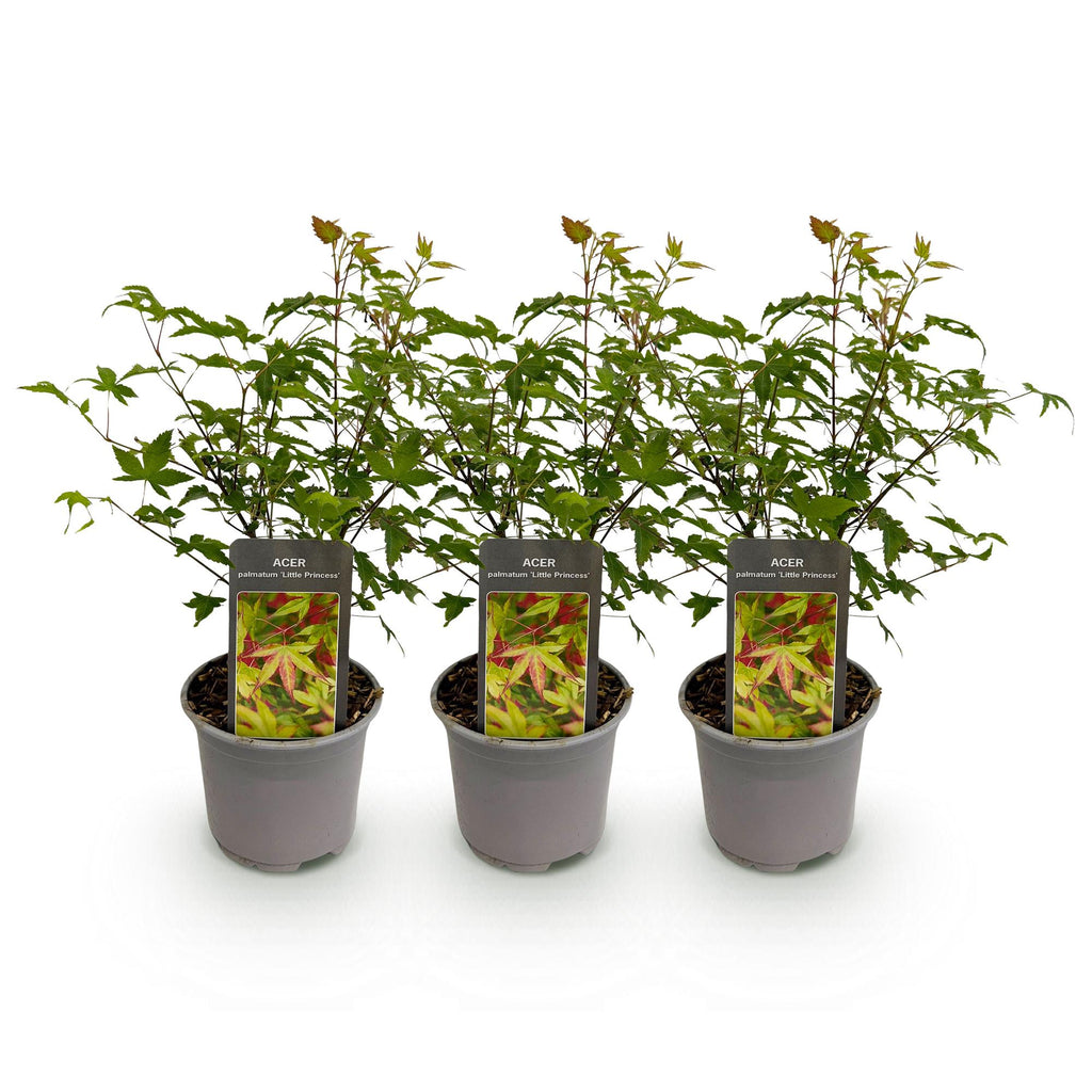 Acer palmatum 'Little Princess' (Japanese maple) – 3 plants, Ø12 cm, 35 cm high – photo 2