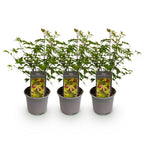 Acer palmatum 'Little Princess' (Japanese maple) – 3 plants, Ø12 cm, 35 cm high