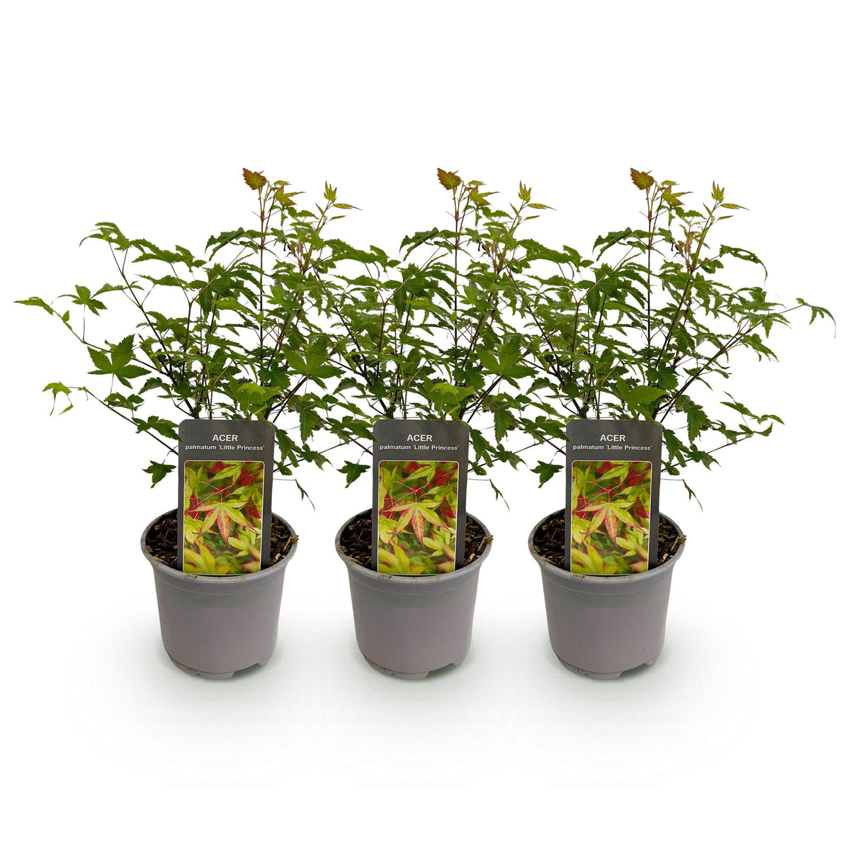 Acer palmatum 'Little Princess' (Japanse esdoorn) – 3 planten, Ø12 cm, 35 cm hoog