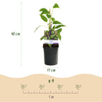 Actinidia arguta 'Issai' (green fruit) – 2 plants, Ø11 cm, 40 cm high