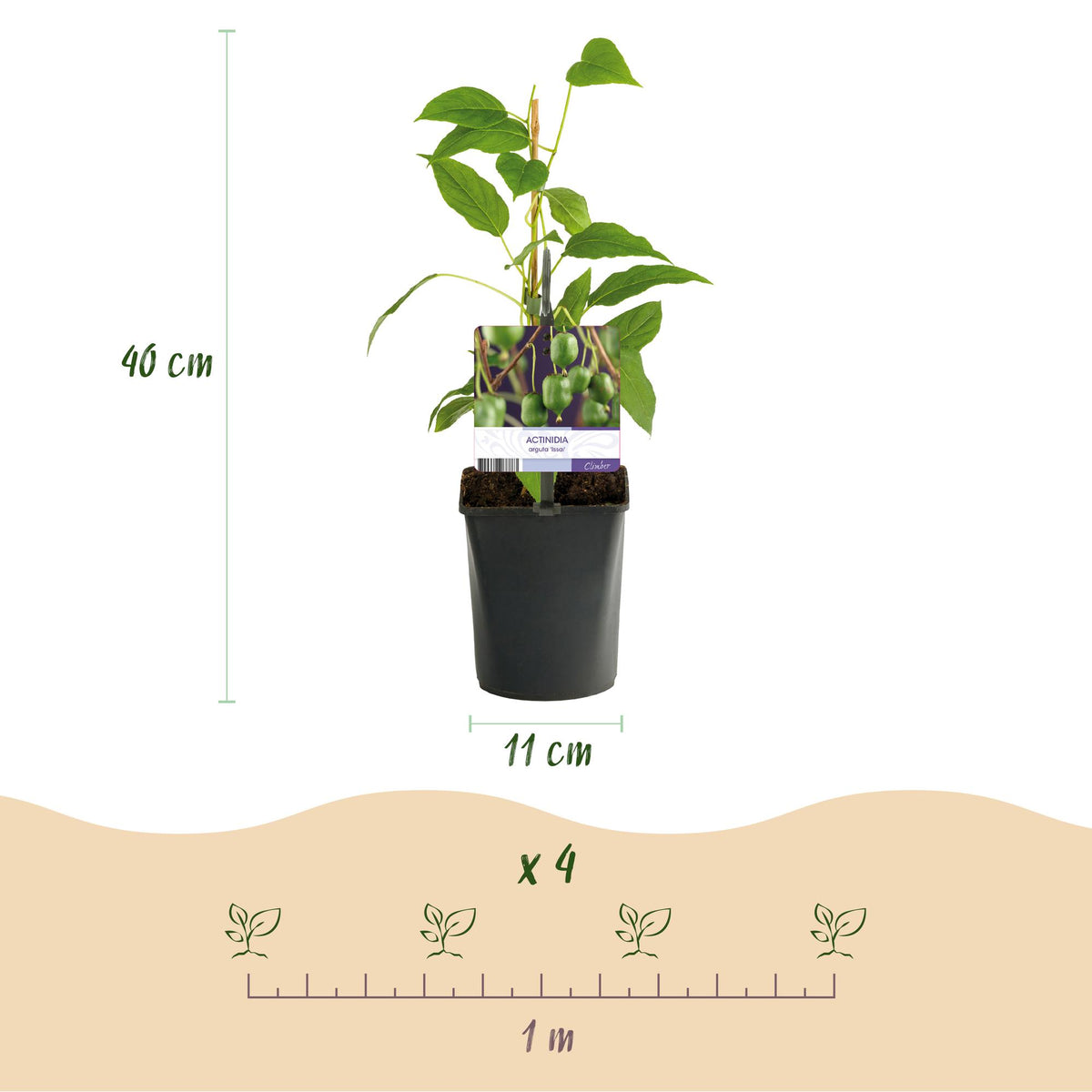 Actinidia arguta 'Issai' (groene vrucht) – 2 planten, Ø11 cm, 40 cm hoog
