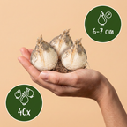 Iris 'Ping Pong' – 40 bulbes (taille 6/7)