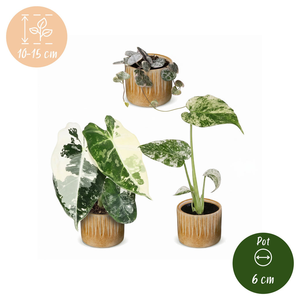 3× Baby-Pflanzen Variegata Mix inkl. Linnea Honey – Ø6 cm, 10–15 cm hoch – Bild 5