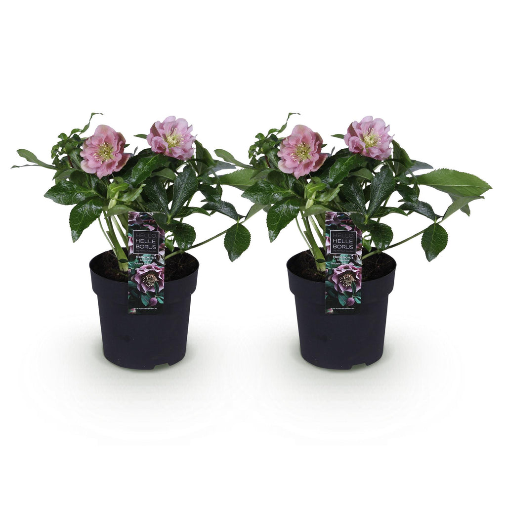 Helleborus orientalis 'Double Ellen Pink' (Orientalische Christrose) – 2 Pflanzen, Ø 14 cm, 35 cm hoch – Bild 2